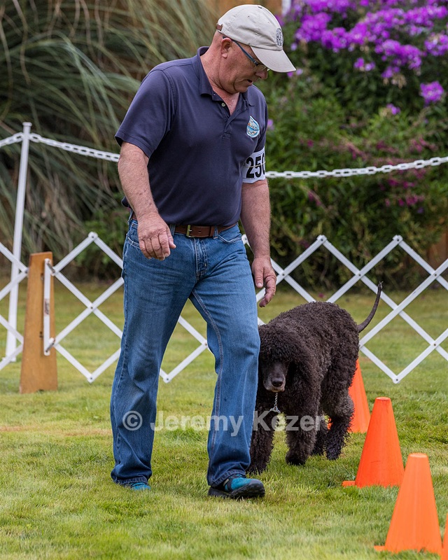 2501 - GCH CH BLACKTHORN'S KEEVA CROMPTON RM AX AXJ XF TKN (Keeva)