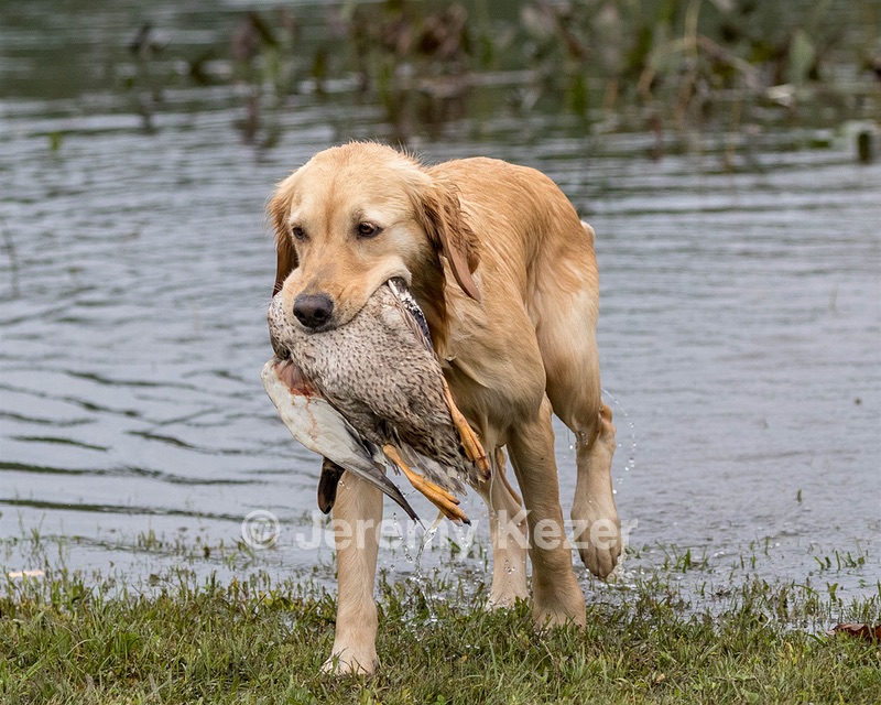 Sedge Houston