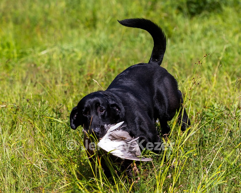 Mowgli