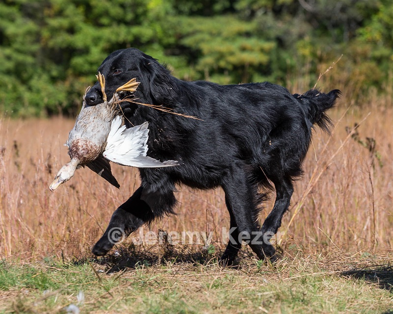 Ruger Bodine