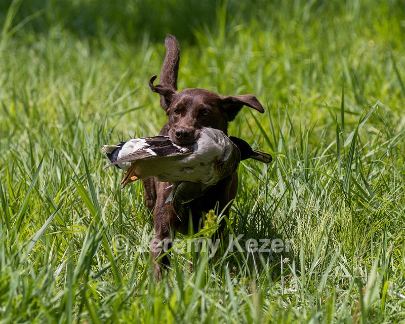 Hershey Mizak
