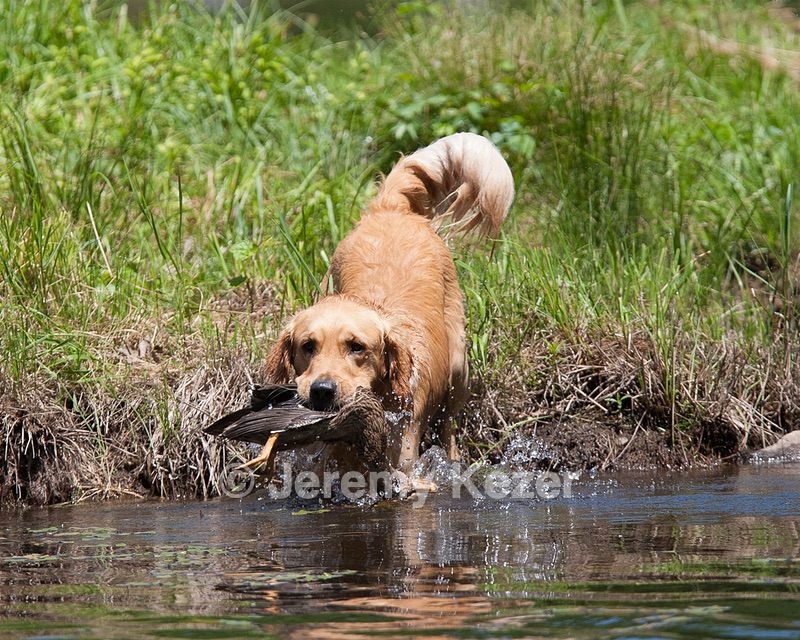Diego
