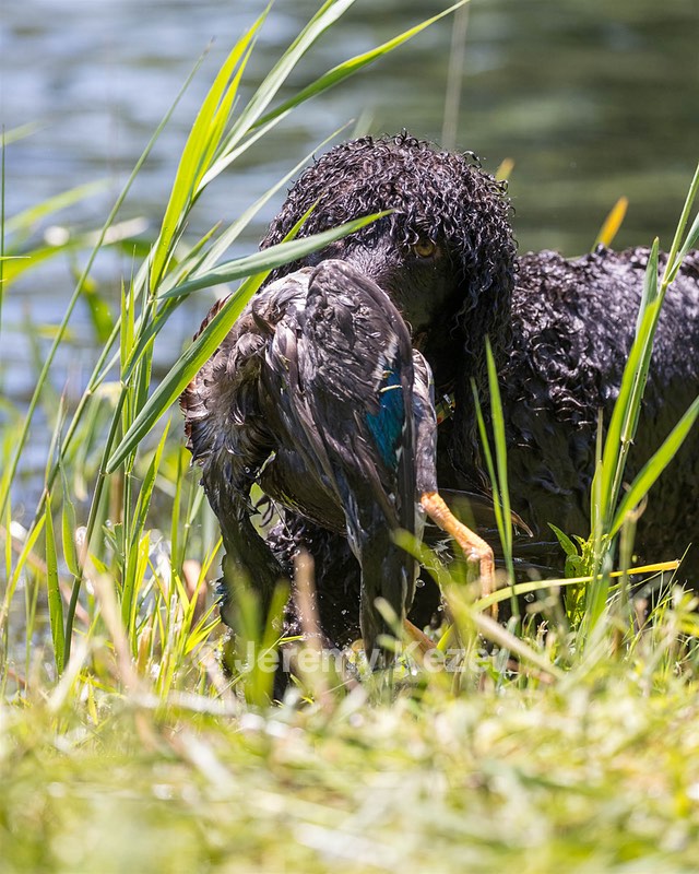 Ghillie Kezer