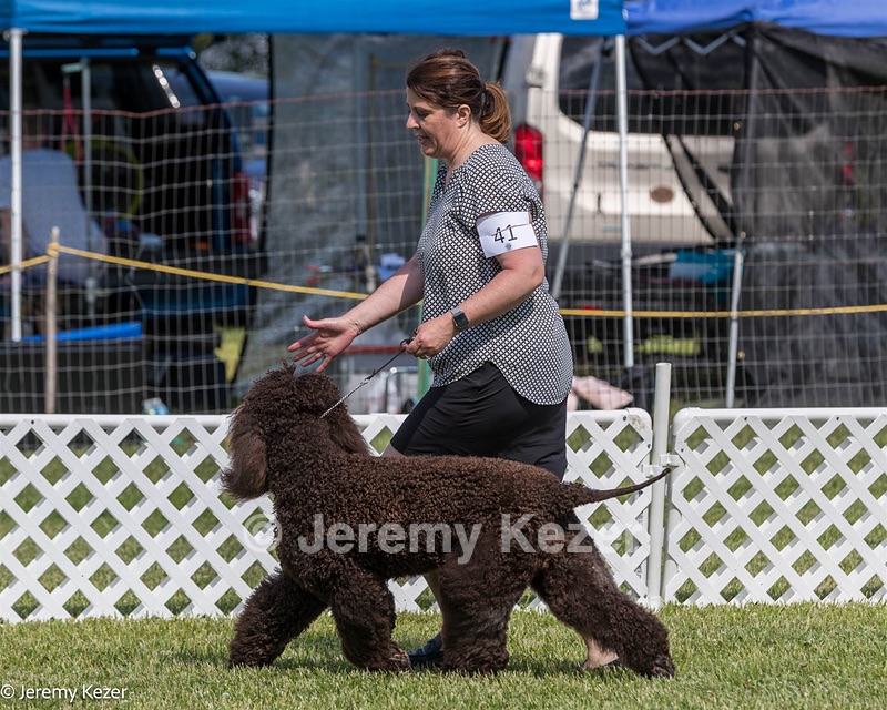 41 - GCH CH Brekkon's First Mark BN RN CGC TKN
