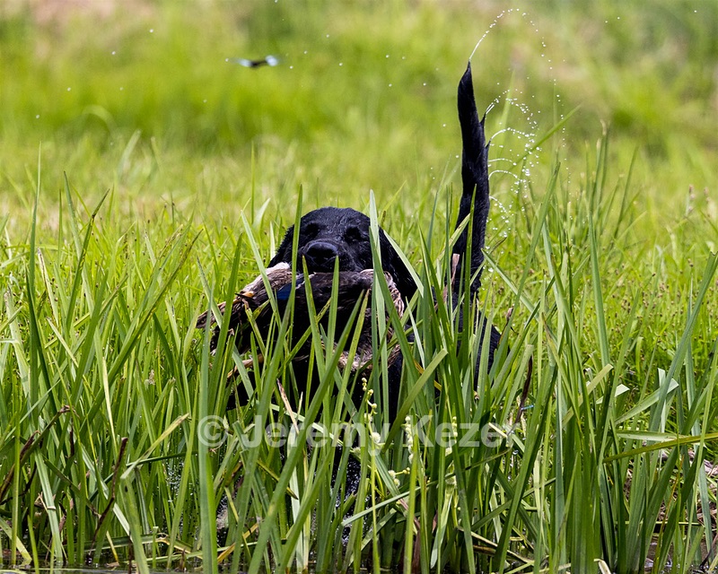 Buster Lobley