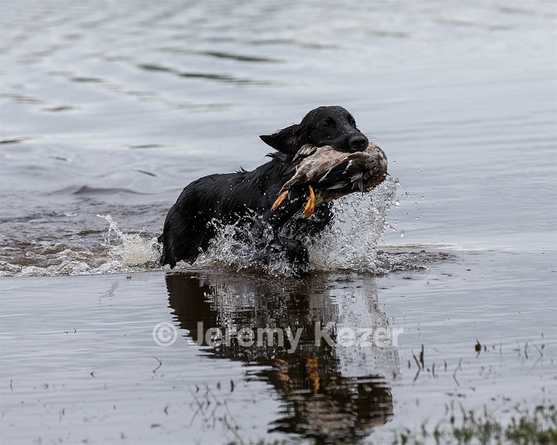 Splash Nettleton-Smilas