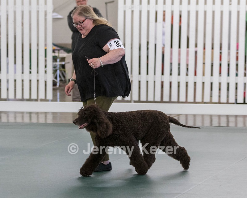 38 - GCH WHISTLESTOP'S ABRACADABRA RN CGC