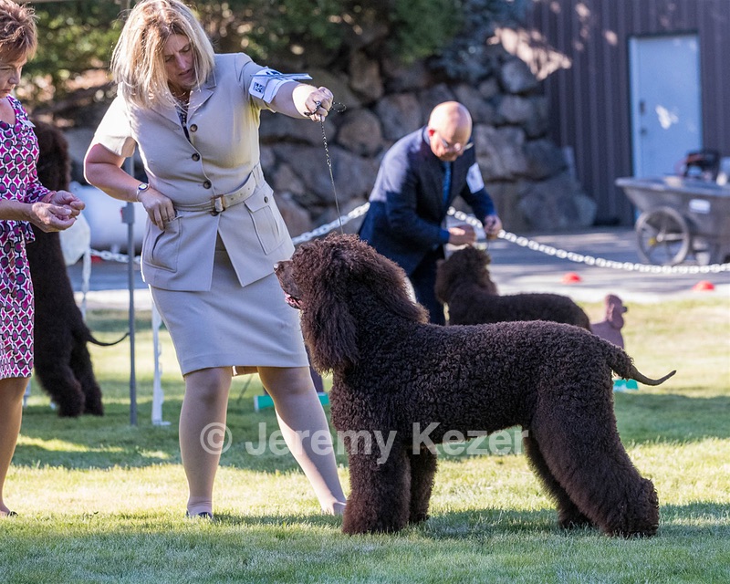 17 - GCH CH FLINTCREST FIVE STAR GENERAL (Grant)