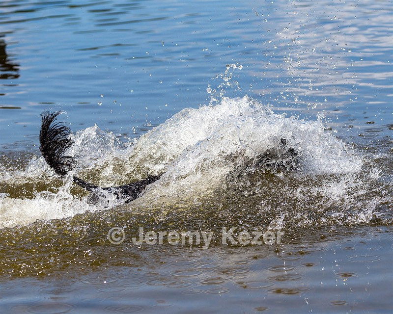 Mistral