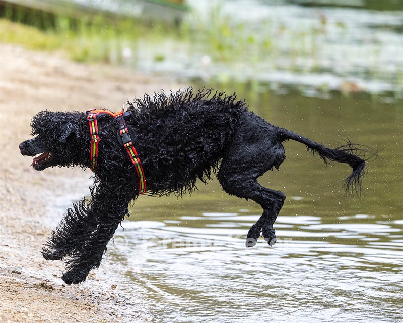 Ziva Hyres