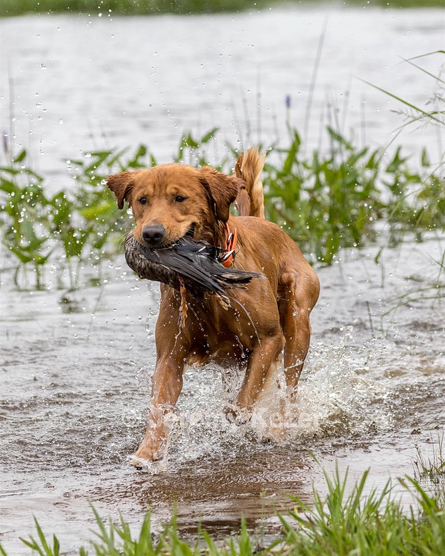 Ruby Johnson