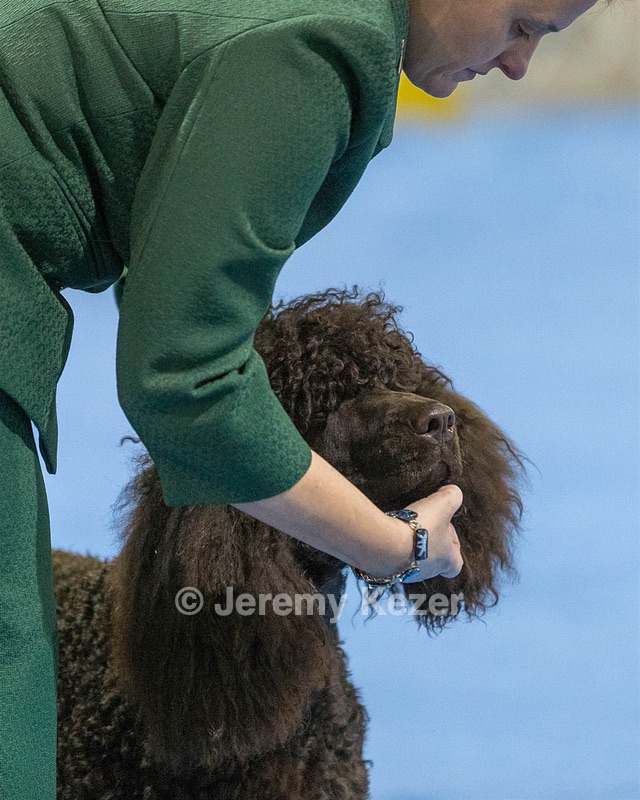 21 - GCHB CH Flintcrest Full Monty (Jonny)