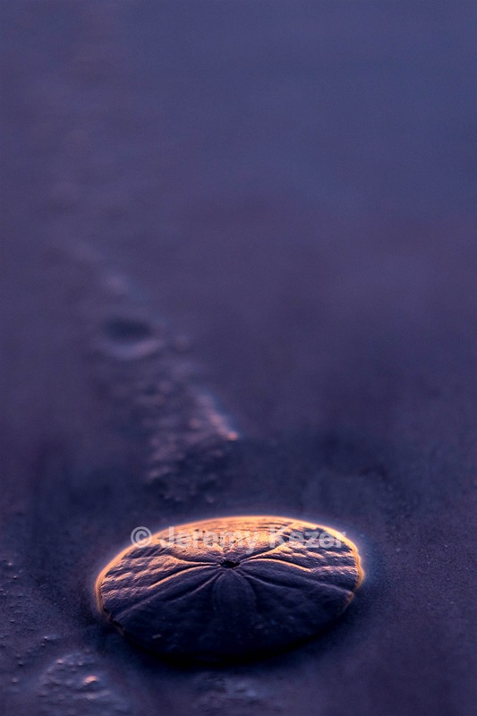 Sand Dollar, Newbury, Massachusetts