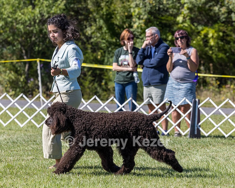 09 - GCH CH POOLE'S IDE DARK KNIGHT RN CGC TKN ATT (Oscar)