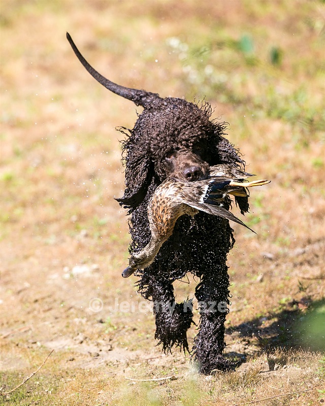 Harley