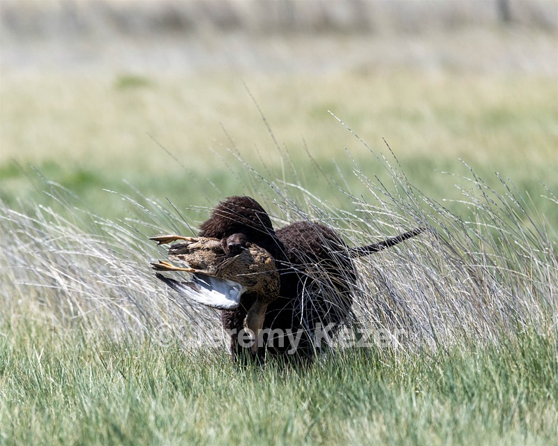 Ghillie
