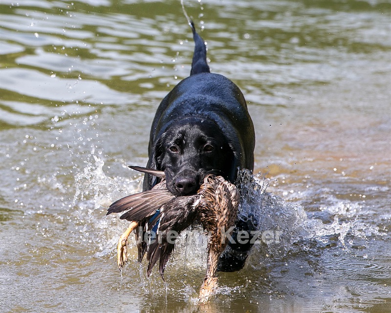 Beau