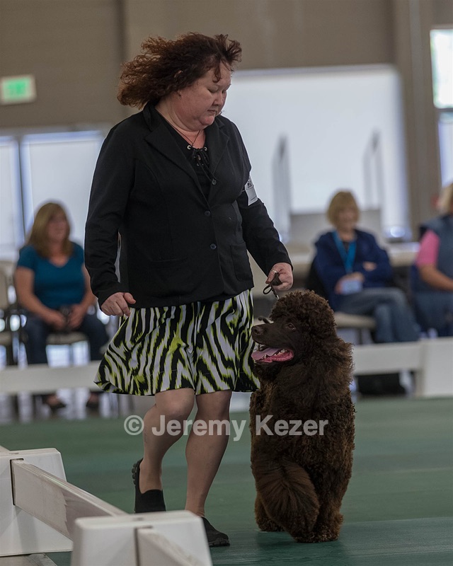 54 - GCH BREKKON BEGINS WITH BEAUFIELD