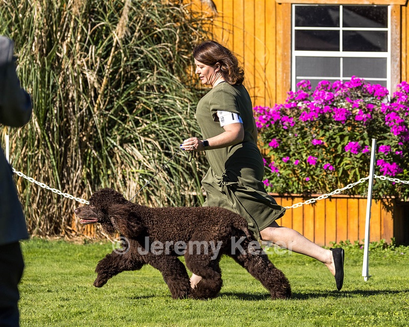 11 - GCH CH BREKKON'S FIRST MARK BN RN CGC TKN
