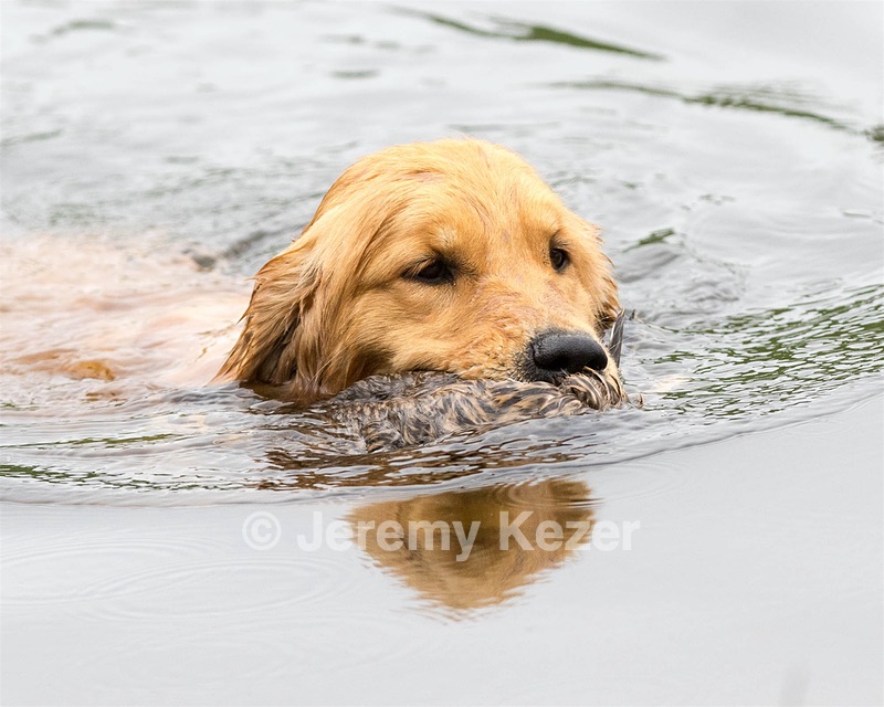 Tequila Dickinson