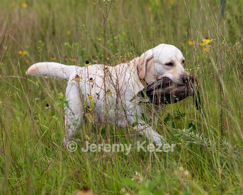 Henry