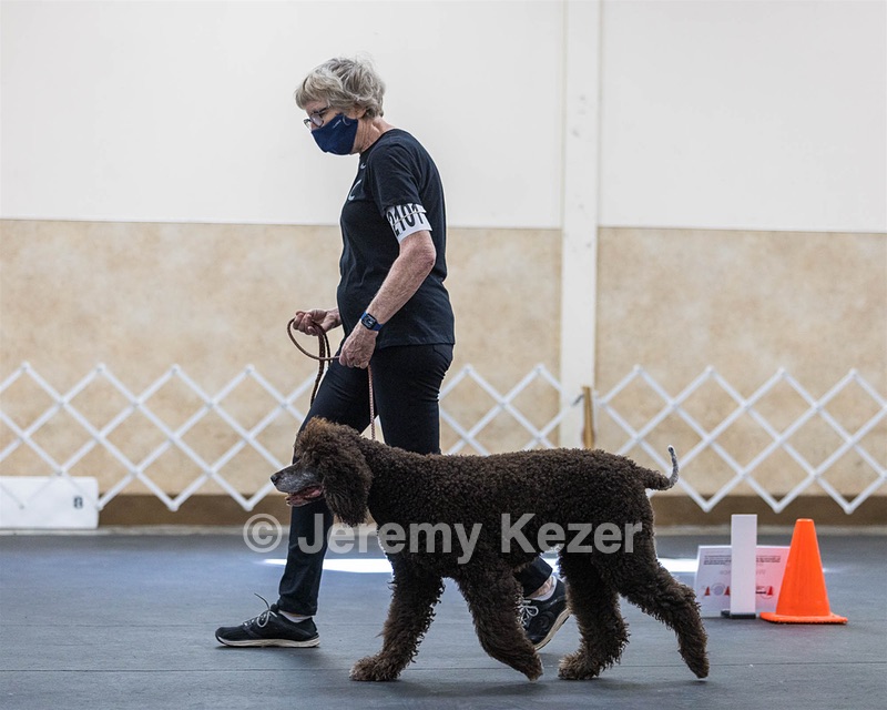 2101 - GCH CH MACH ARROYO'S BEGIN THE BEGUINE MXS MJS MXP MJP MXF T2B2 (Porter)
