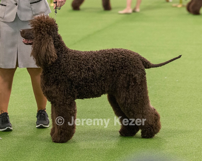 10 - GCH CH Chantico's Shelter From The Storm RN OF AX OAJ CD (Reef)