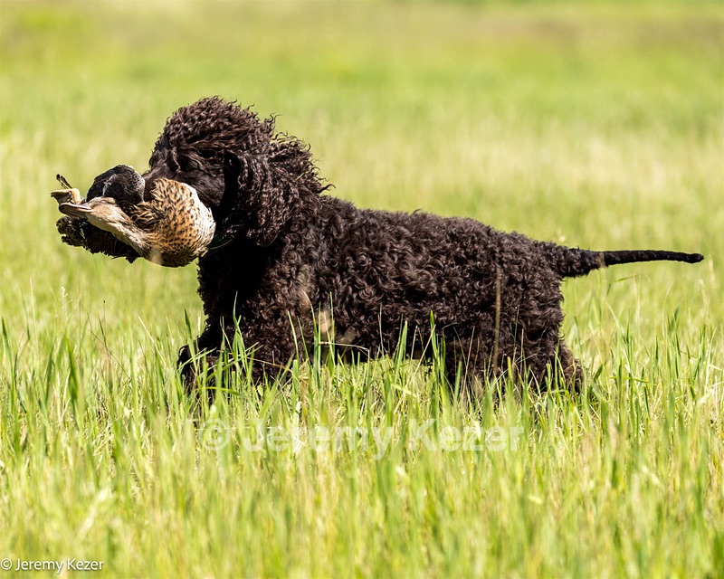 Ghillie
