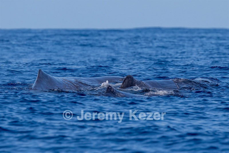 Sperm Whale