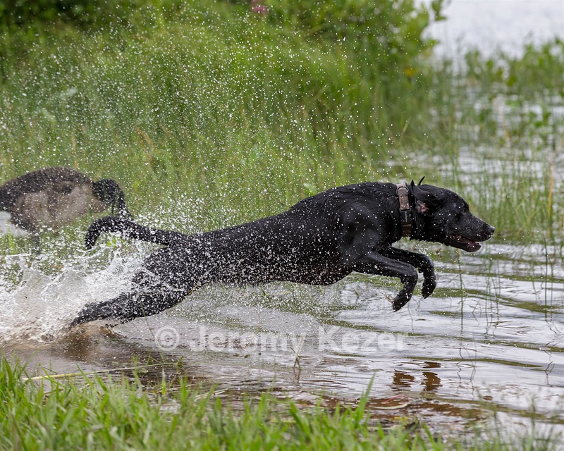 Aspen Mizak