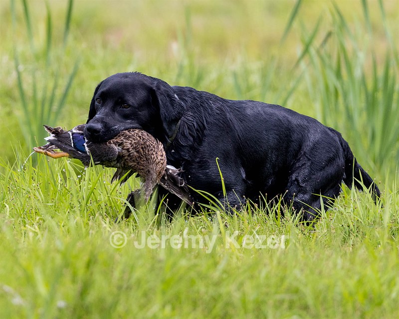 Jessie Buyting