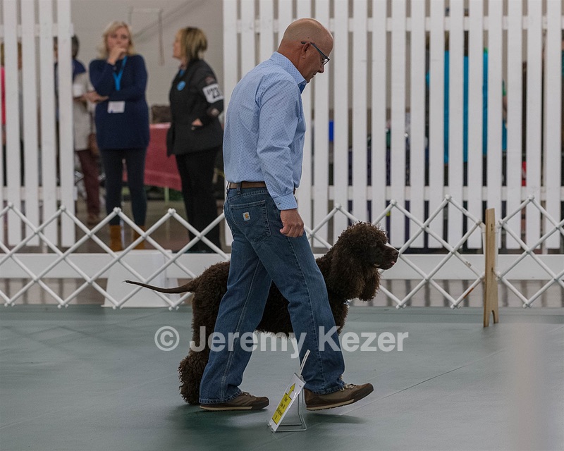 2502 - CH BLACKTHORN'S LASS THAT LOVES A SAILOR IN WICKLOW RE RN CGC (Calypso)