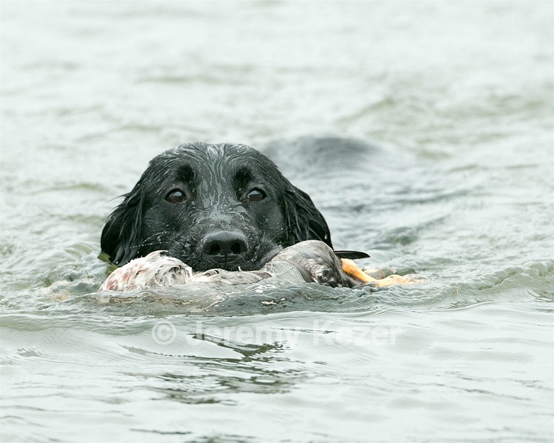 Splash