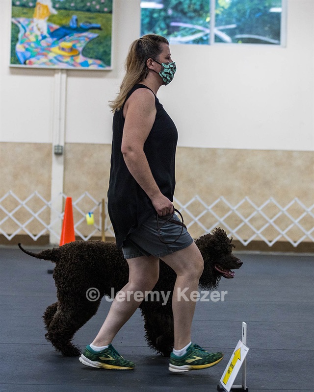 1741 - GCH CH BREKKON'S FIRST MARK CGC