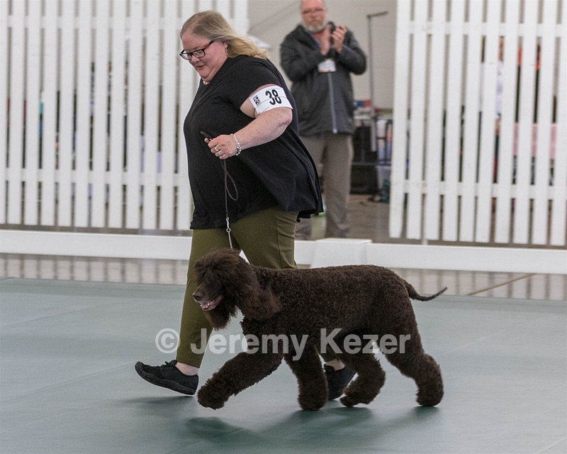 38 - GCH WHISTLESTOP'S ABRACADABRA RN CGC