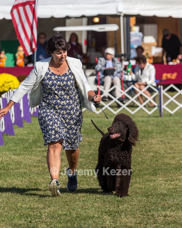 17 - GCH CHANTICO'S SHELTER FROM THE STORM RN XF MX CD RA AXJ (Reef)
