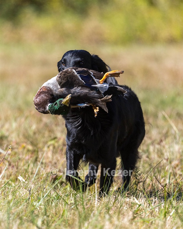 Dolly Partridge
