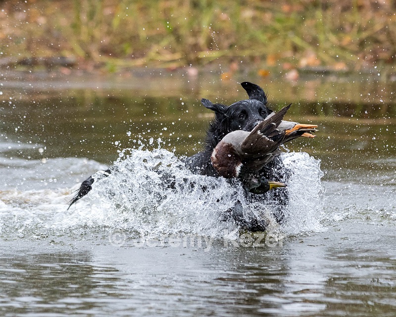Ripple