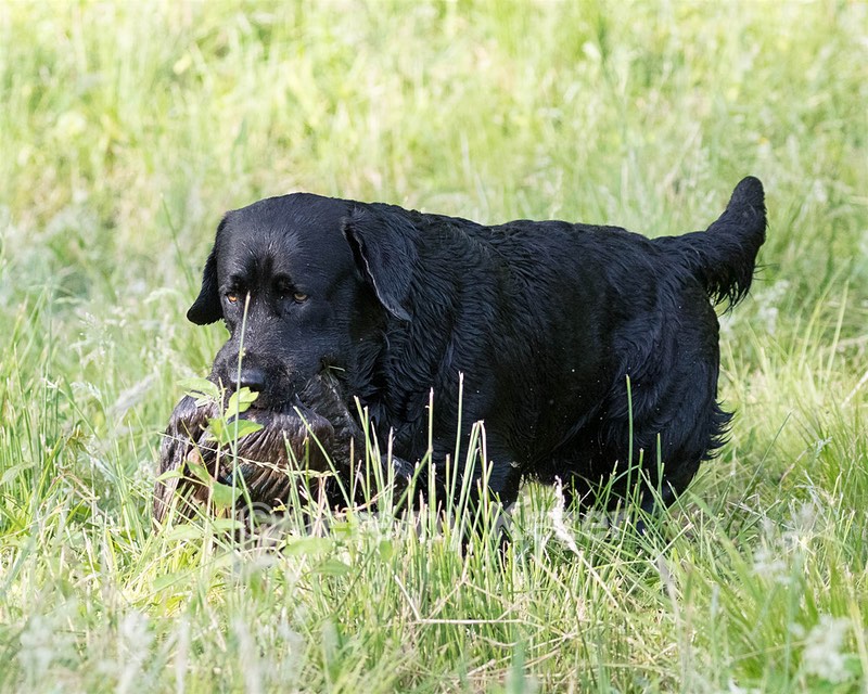Scout O'Neil