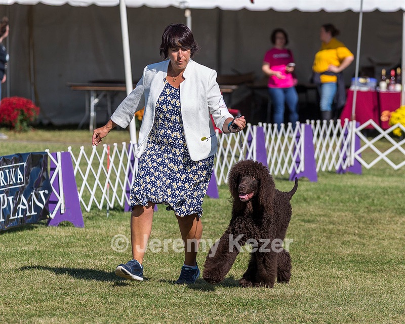 17 - GCH CHANTICO'S SHELTER FROM THE STORM RN XF MX CD RA AXJ (Reef)