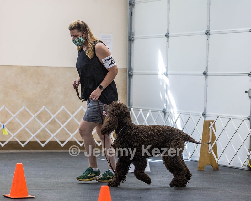 2204 - GCH CH BREKKON'S FIRST MARK CGC