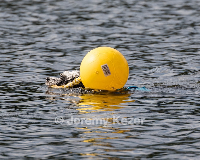 Paint