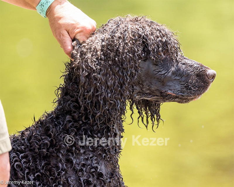 Ghillie