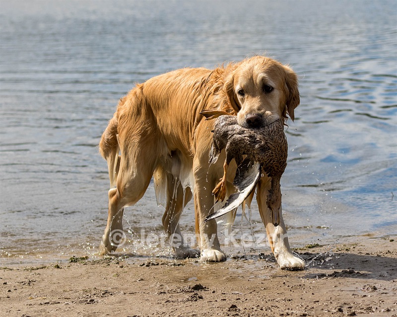 Ghillie Deresienska