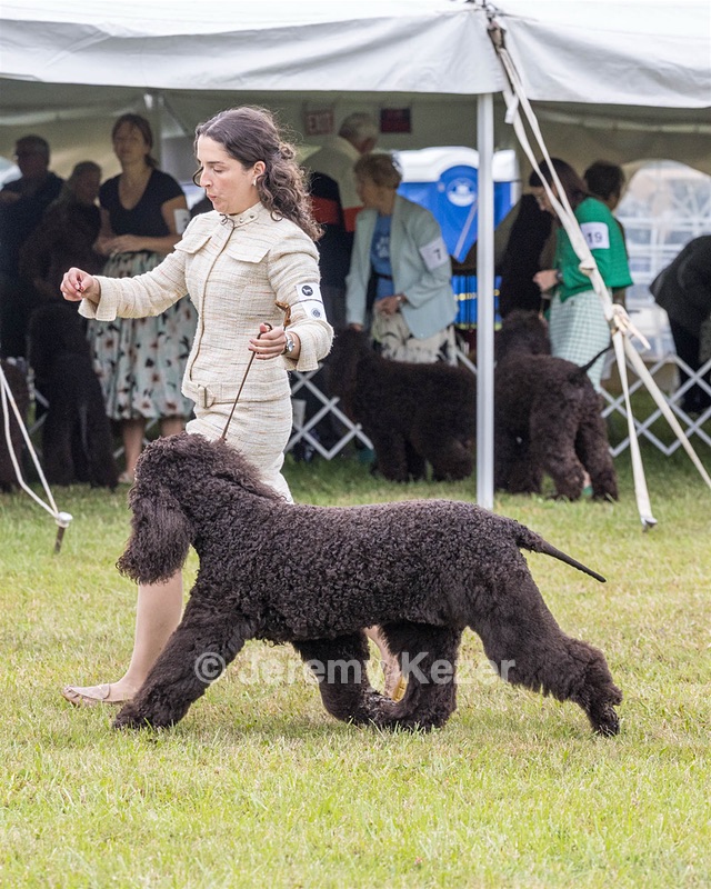 20 - GCHS CH POOLE'S IDE SAY NO MORE OHS CD RE JH DS (Simone)