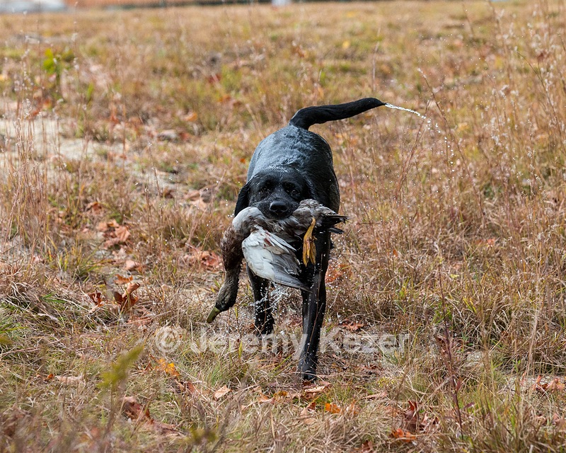 Glenforest's Pique Dame JH (Chloe)