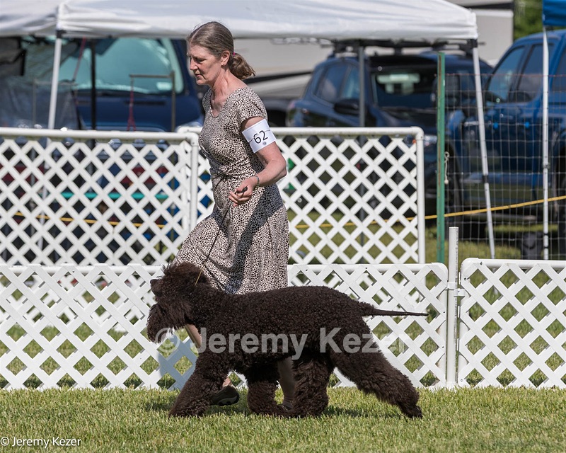 62 - GCH CH Chantico's Dark And Stormy BN RN (Kiera)
