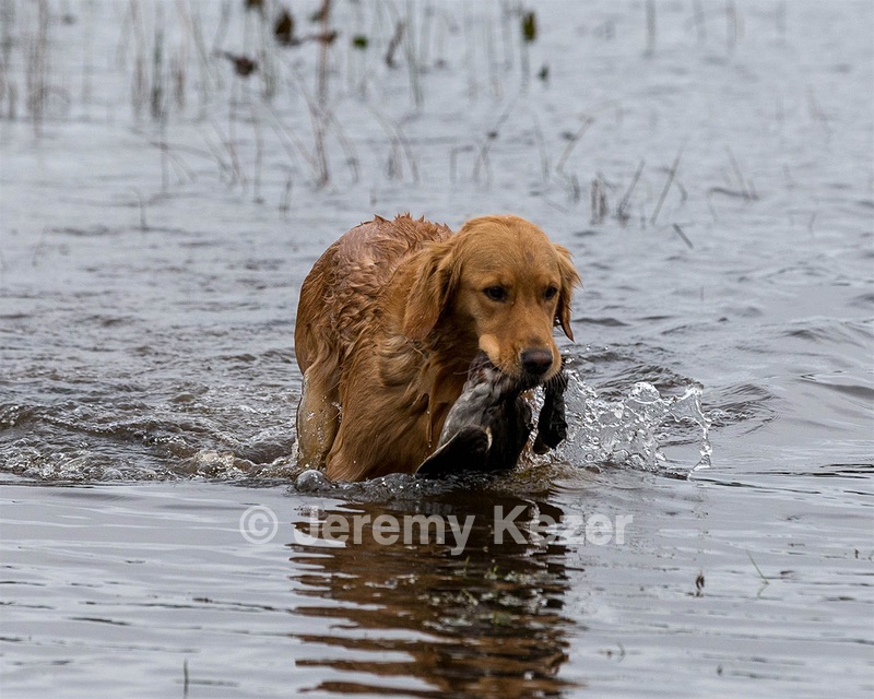 Luxe