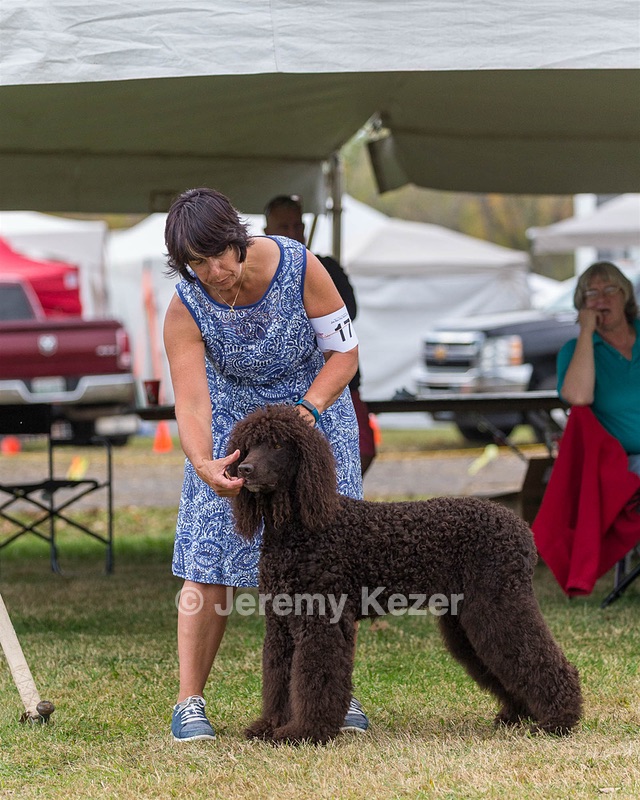 17 - GCH CHANTICO'S SHELTER FROM THE STORM RN XF MX (Reef)
