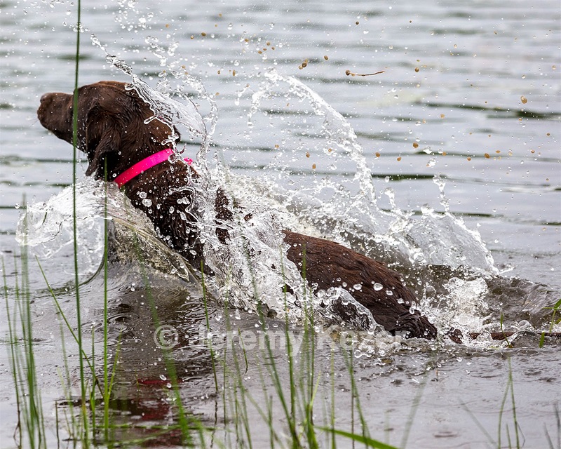Java Bagley